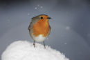 09-8807 Robin Erithacus rubecula in Falling Snow